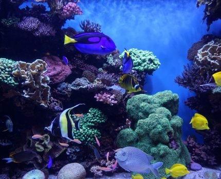 Na początek popływaj w basenie wiedzy i morzu umiejętności, a na koniec zdecyduj się na ocean inspiracji.